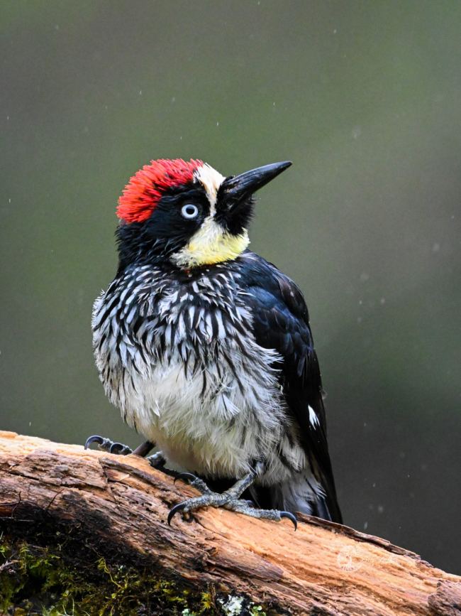 Acorn woodpecker (Melanerpes formicivorus)