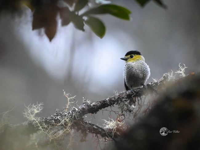 Barred becard (Pachiramphus versicolor)