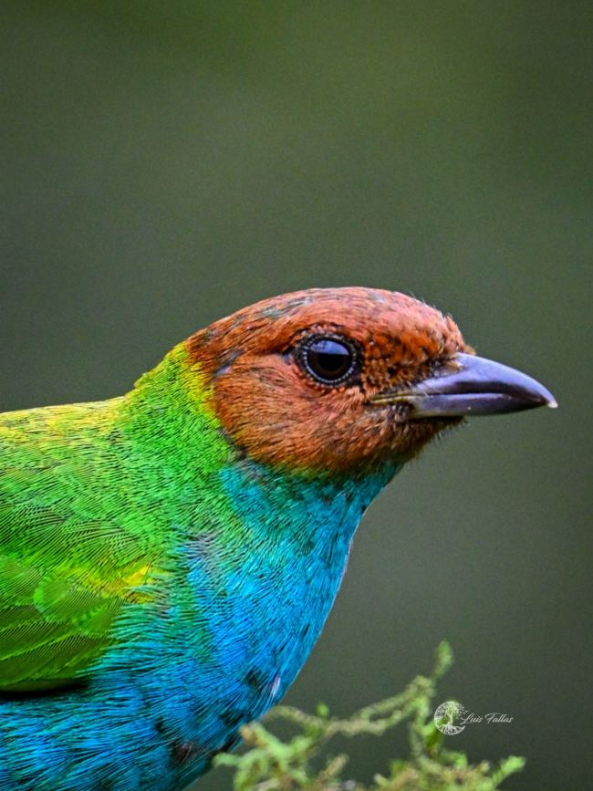 Bay headed tanager (Tangara gyrola)