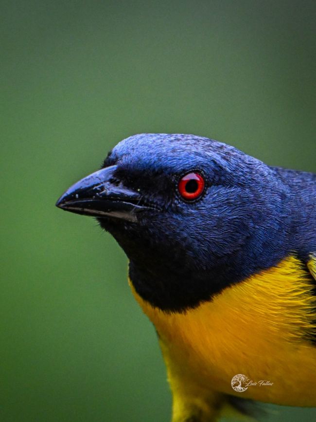 Blue and gold tanager (Bangsia arcaei)