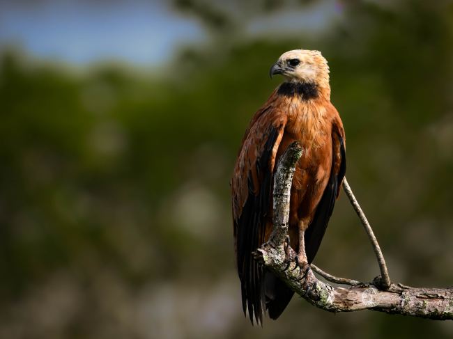 Black-collared hawk