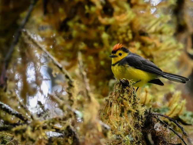 Collared redstart (myioborus torquatus)