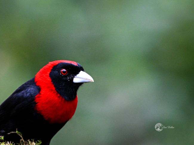 Crimsom collared tanager (Ramphocelus Sanguinolentus)