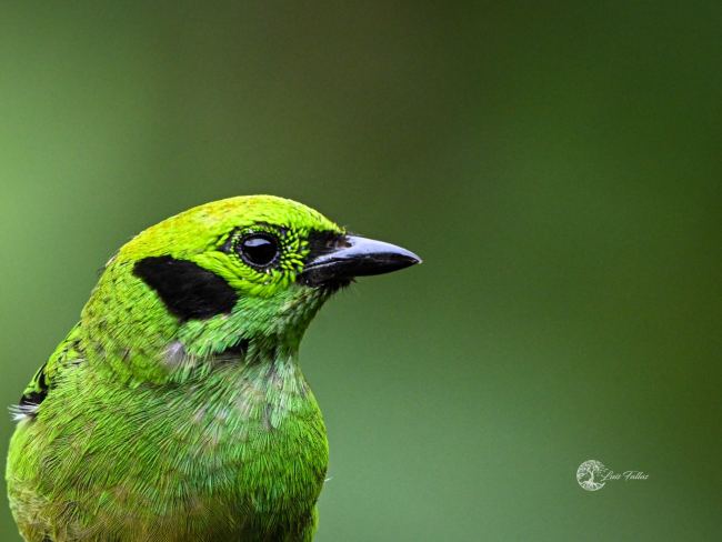 Emerald tanager