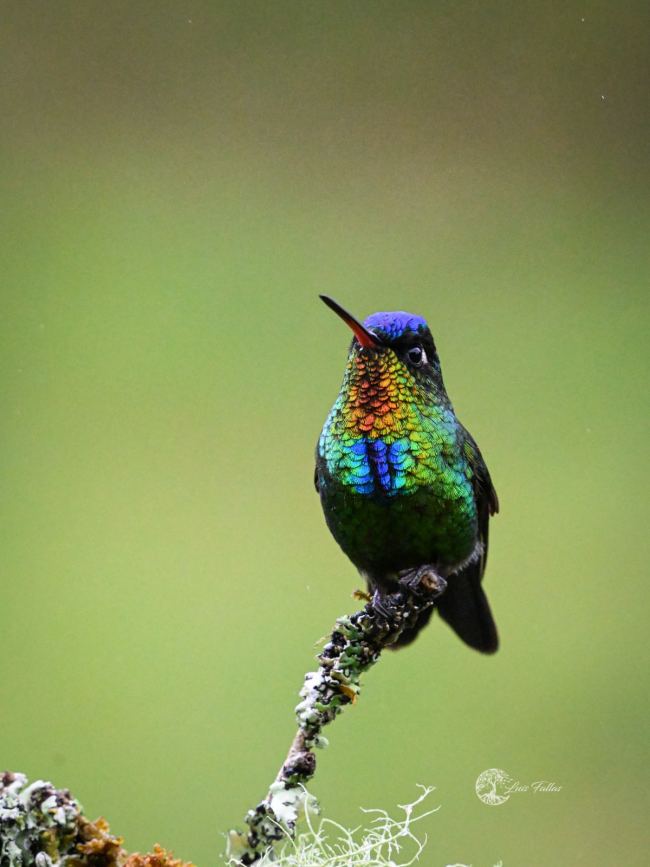 Fierythroated hummingbird (panterpe insignis)