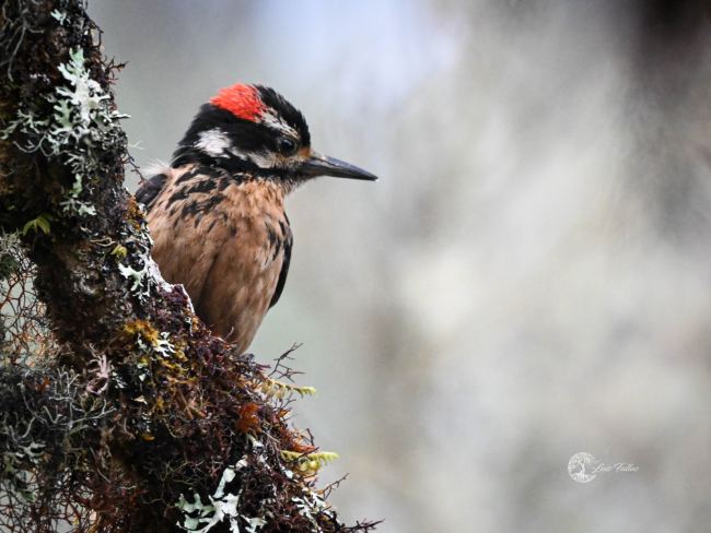 Hairy woodpecker (Dryobates villosus)