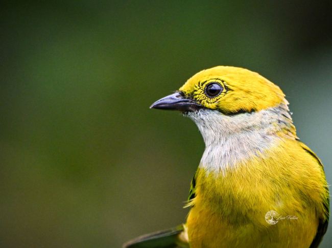 Silver throated tanager (Tangara icterocephala)