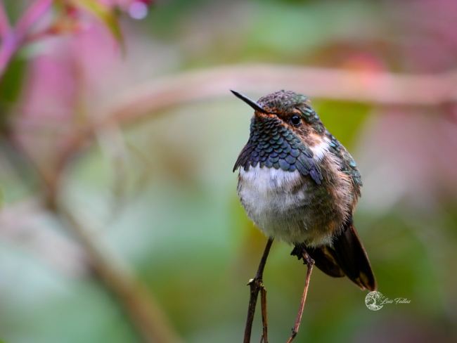 Volcano hummingbird (Selasphorus flammula)