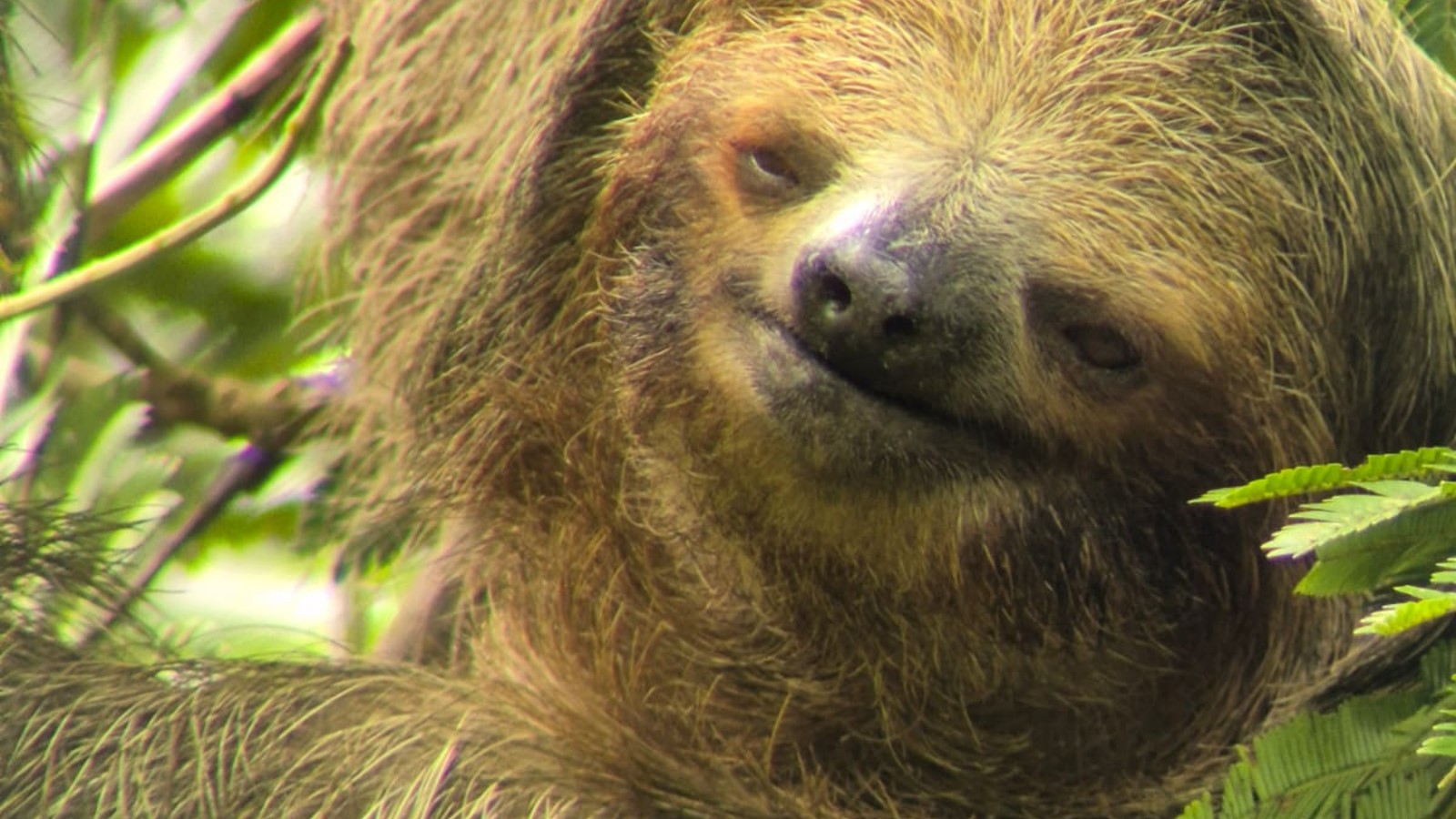sloth