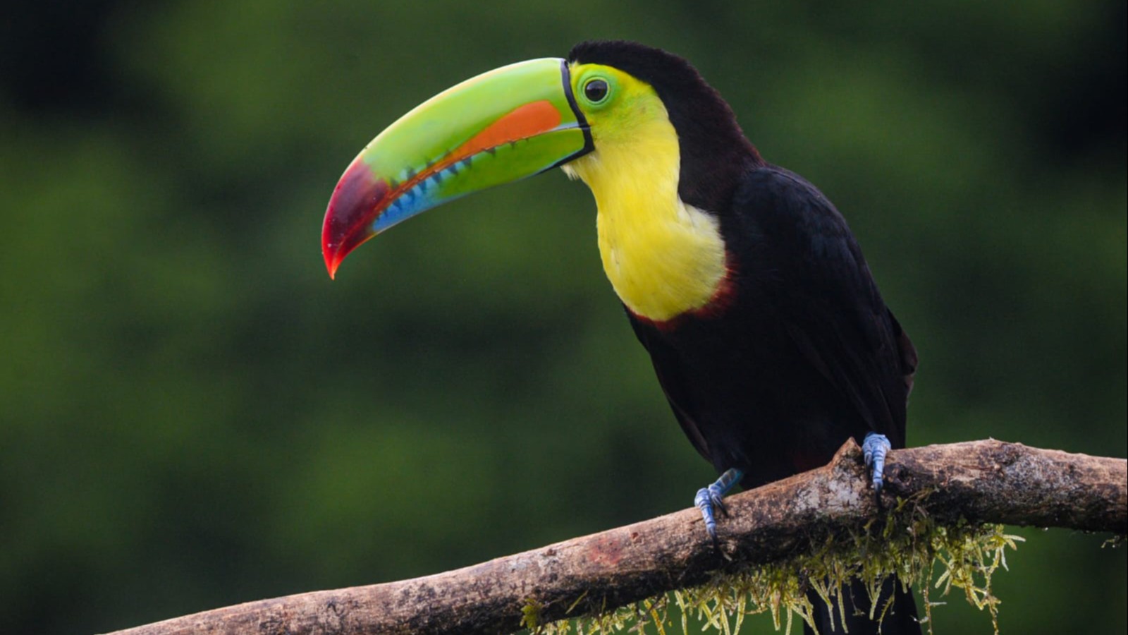 tucan