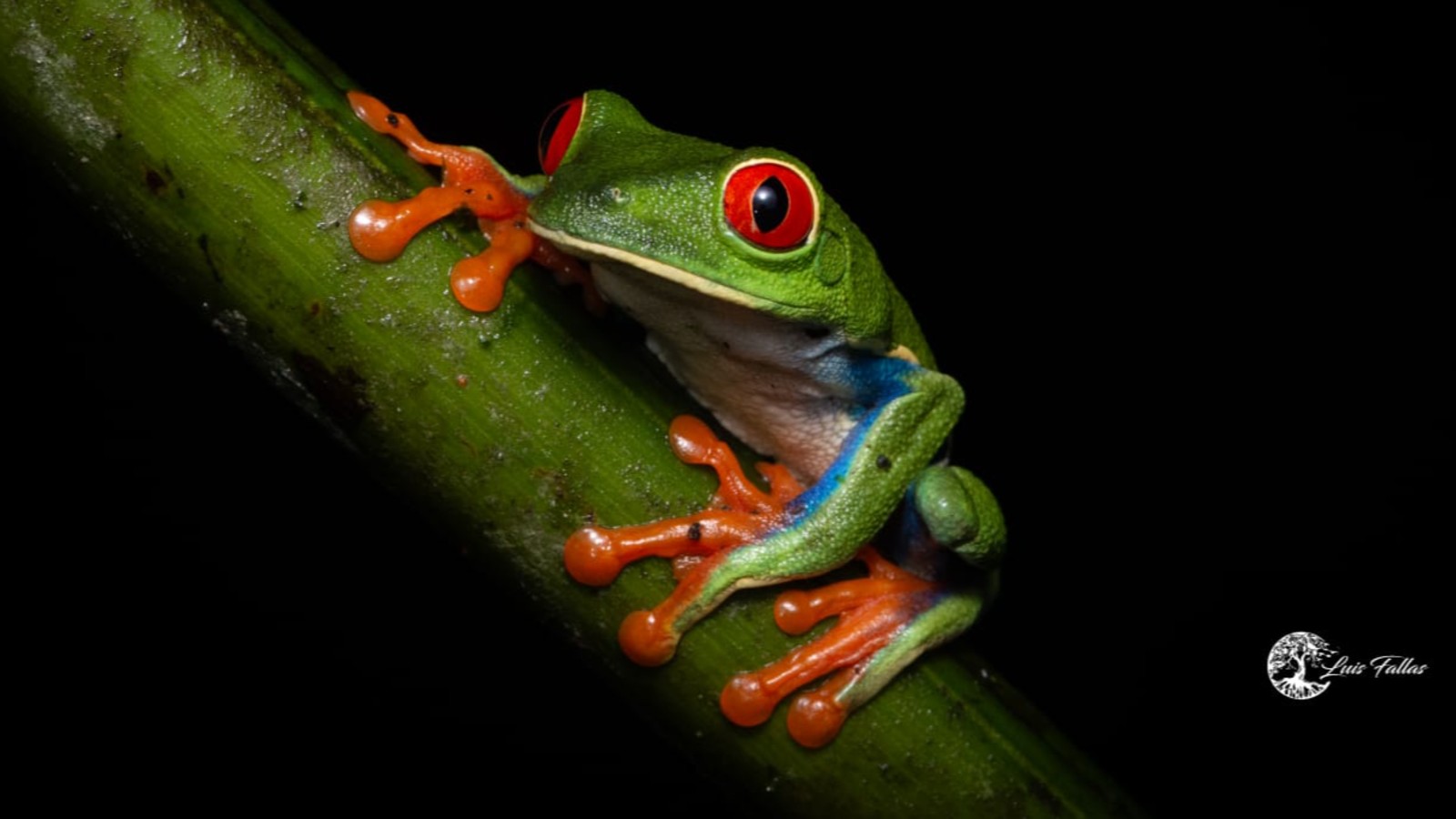 frog