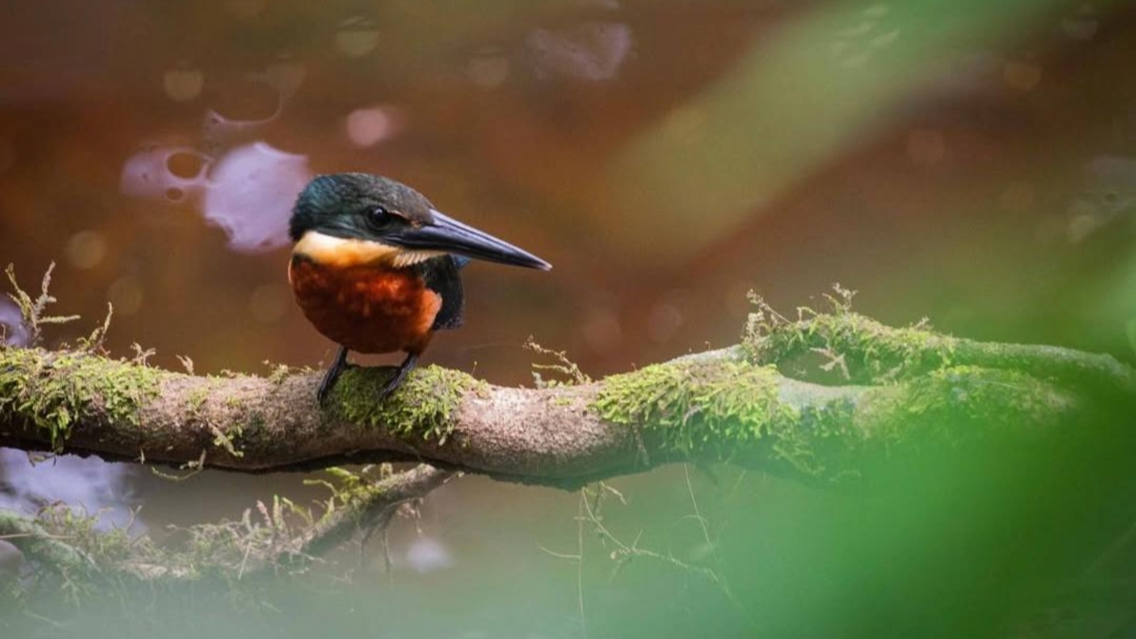 full day birdwatching