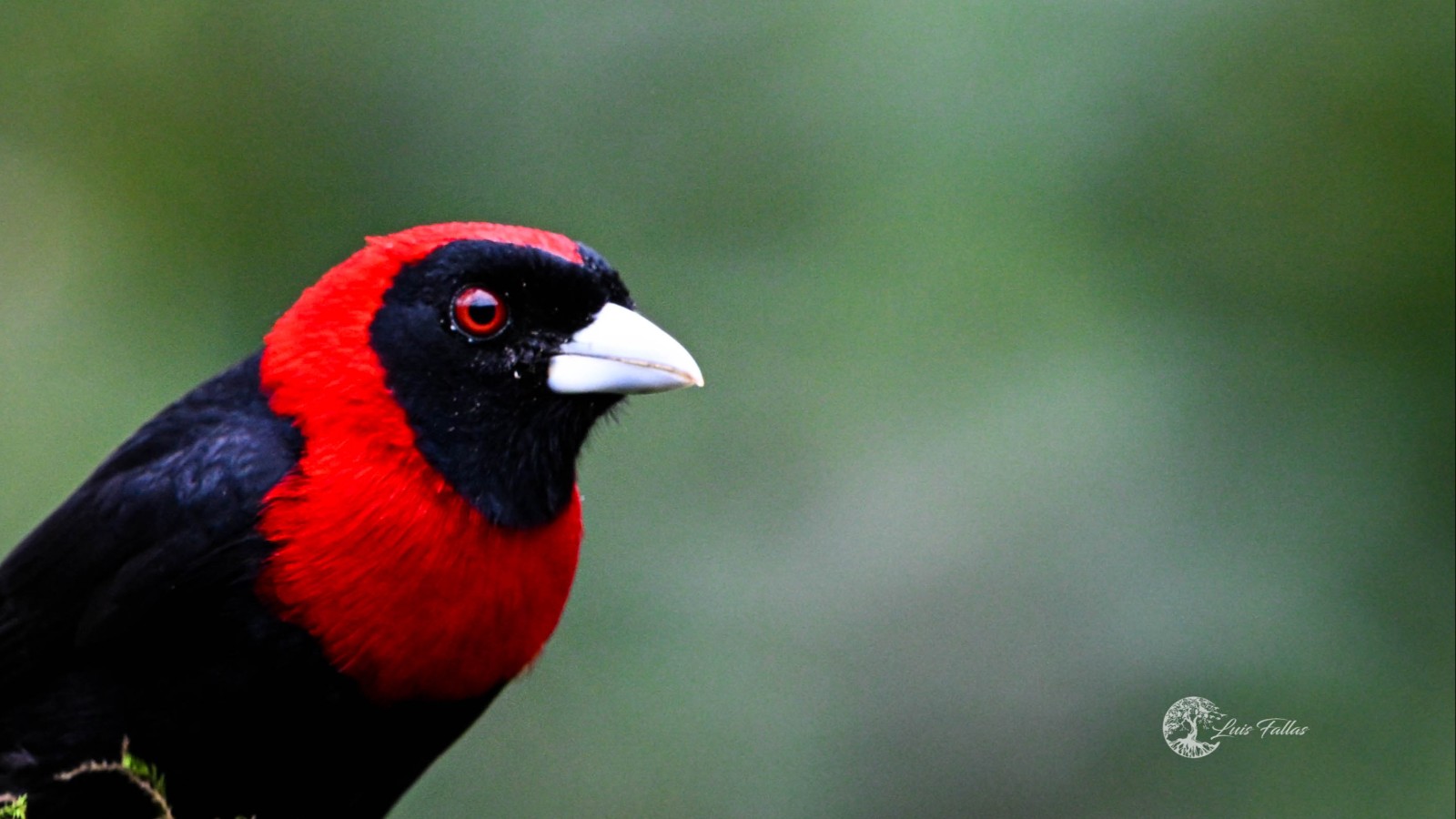 Bijagua